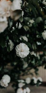 Flowers,Bush,Plant,Blooms,Flower