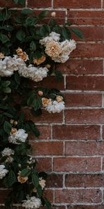 Flowers,Bush,Plant,Rose,Brick,Rose Flower,Wall