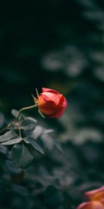 Fleur,Bourgeons,Fleurs,Buisson,Une Rose,Rose