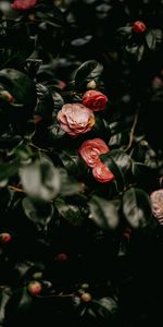 Flowers,Bush,Roses,Leaves