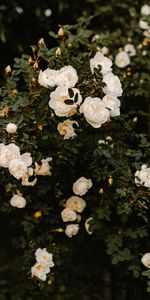 Flowers,Bush,Roses,Plant