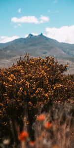 Flowers,Bush,Vegetation,Nature,Mountains,Plants