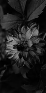 Flores,Flor,Pétalos,Dalia,Bw,Chb