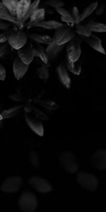 Flores,Hojas,Bw,Oscuro,Chb