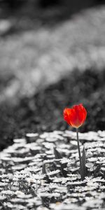 Flowers,Bw,Tulip,Chb,Camomile,Plants