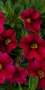 Flowers,Calibrachoa,Calirohoa,Close Up,Greens