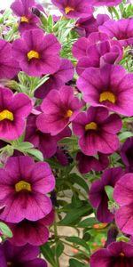 Calibrachoa,Calirohoa |,Fermer,Gros Plan,Légumes Verts,Fleurs,Verdure