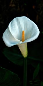 Flowers,Calla,White Breaker,Lily,Flower,Dark,Flowering,Bloom