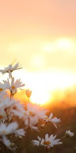 Flowers,Camomile,Blur,Smooth