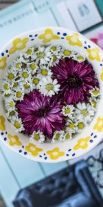 Flowers,Camomile,Cup