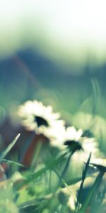 Flowers,Camomile,Plants