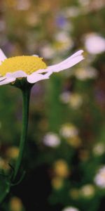 Camomille,Plantes,Fleurs