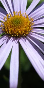 Flowers,Camomile,Plants