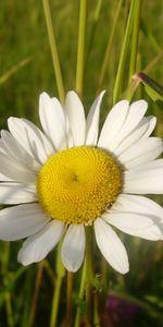 Flowers,Camomile,Plants