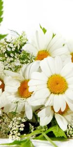 Flowers,Camomile,Plants