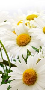 Flowers,Camomile,Plants