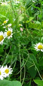 Flowers,Camomile,Plants