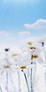 Flowers,Camomile,Plants