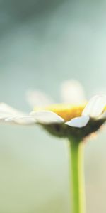 Fleurs,Camomille,Plantes