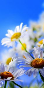 Flowers,Camomile,Plants