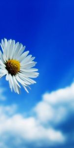 Flowers,Camomile,Plants