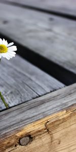 Flowers,Camomile,Plants