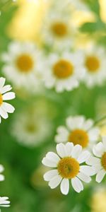 Flowers,Camomile,Plants