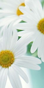 Flowers,Camomile,Plants