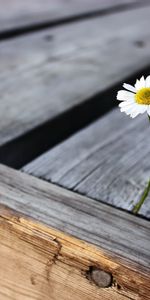 Flowers,Camomile,Plants