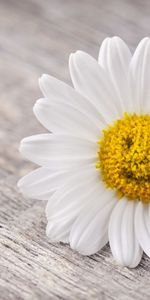 Flowers,Camomile,Plants