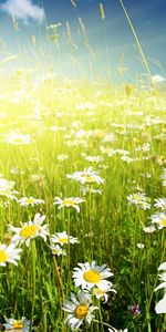 Flowers,Camomile,Plants,Fields