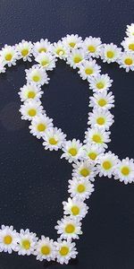 Flowers,Camomile,Plants,Hearts