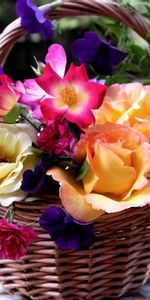 Flowers,Carnations,Basket,Petunia,Roses