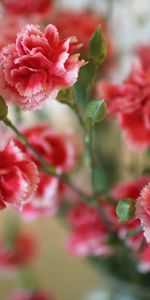 Flowers,Carnations,Bush,Sharpness,Spray