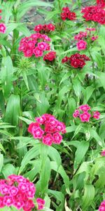 Oeillets,Grille,Légumes Verts,Parterre,Verdure,Fleurs,Parterre De Fleurs,Jardin