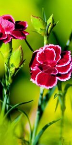 Flowers,Carnations,Greens,Sharpness