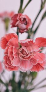 Flowers,Carnations,Petals,Bud,Blur,Smooth