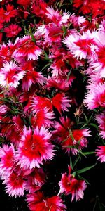 Flowers,Carnations,Small,Different,Mottled,Variegated