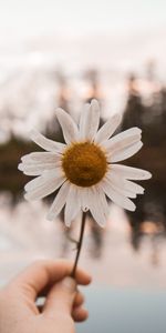 Flowers,Chamomile,Camomile,Flower,Hand