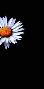 Flowers,Chamomile,Flower,Darkness,Camomile,Minimalism