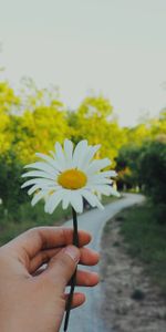 Fleur,Fleurs,Camomille,Main,Été