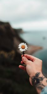 Flowers,Chamomile,Hand,Camomile,Tattoo