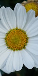 Flowers,Chamomile,Petals,Close Up,Camomile