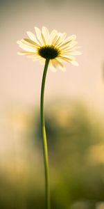 Flowers,Chamomile,Stem,Stalk,Petals,Camomile