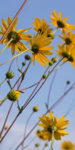 Wildflowers,Fleurs,Camomille,Fleurs Sauvages