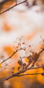 Macro,Fleurs,Branches,Cerise,Source,Printemps