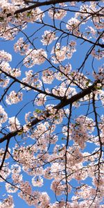 Flowers,Cherry,Branches,Spring