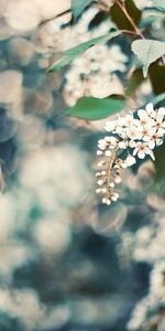 Flowers,Cherry,Leaves,Macro,Wood,Tree,Glare