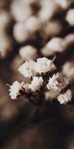 Fleurs,Macro,Source,Cerise,Jardin,Printemps