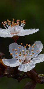 Flowers,Cherry,Macro,Branch,Petals,Spring